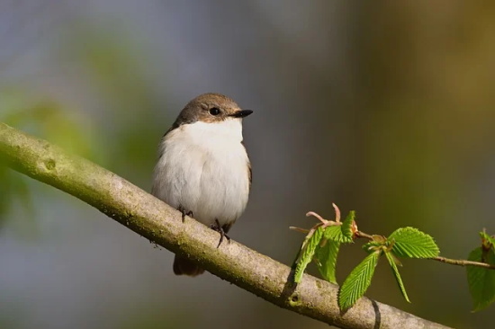 入住新宅祝福语38句