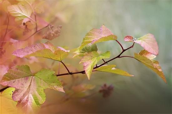 简短的生日祝福语10字以内51句