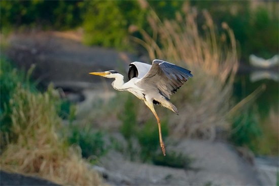 元宵简短祝福语42句
