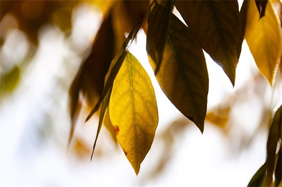 给高考状元的祝福语26句