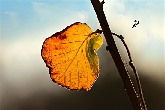 小孩生日祝福语 简短独特