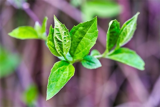 怀念母亲的句子