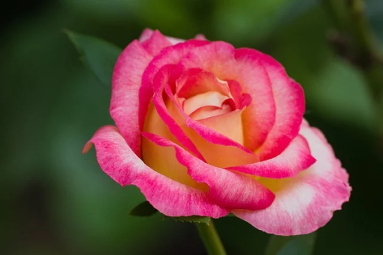 静心优雅的句子 关于优雅的句子