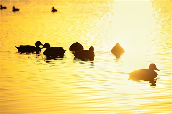 生活简单而快乐的句子 形容生活快乐的句子
