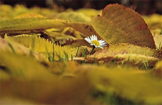 心累伤感晚安句子大全