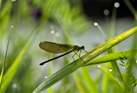 描写雪景的句子短句