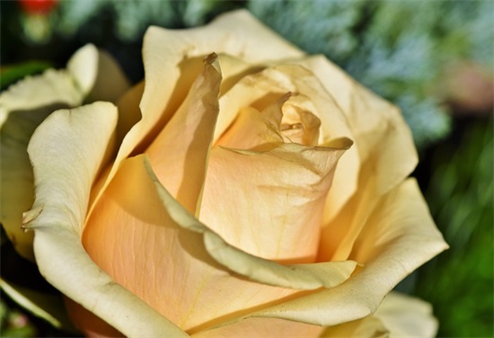 周末喜相逢的句子 周末喜相逢的句子有哪些