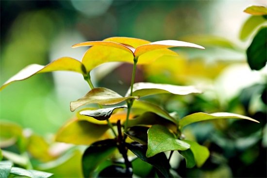 建军93周年祝福内容