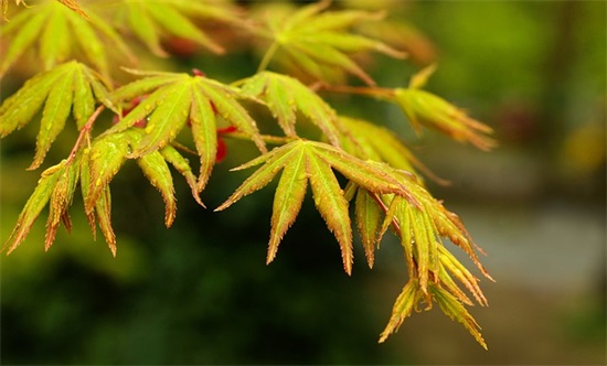 2026年迎接元旦QQ祝福语