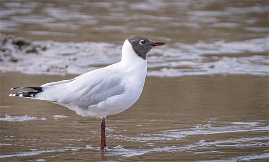 女儿满月酒祝福语 女儿满月宴祝福语简短