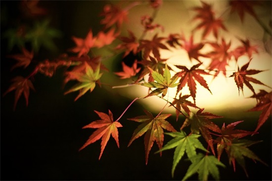 快乐的人生感悟句子