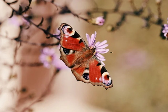 关于女人心态阳光的句子(描写女性心态好格局大的句子)