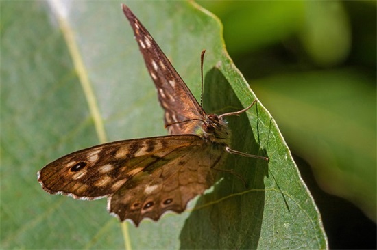 抖音上最火的生日句子 抖音超火生日祝福