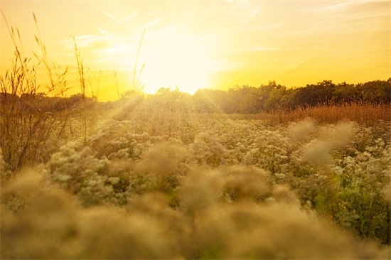 努力上进的励志的句子(鼓励自己努力上进的句子)