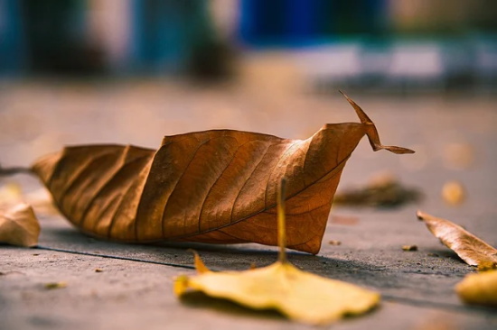 猴年春节搞笑祝福语86句
